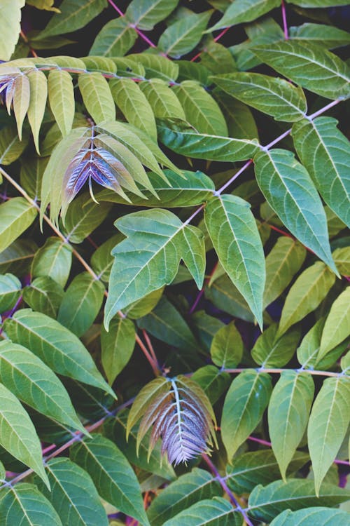 Free Photo of Green Leaves Stock Photo