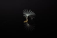 黑色背景上凤尾鱼种子的特写宏图像