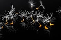 特写镜头展现了带有茎的甘草种子在反光表面上的艺术深度