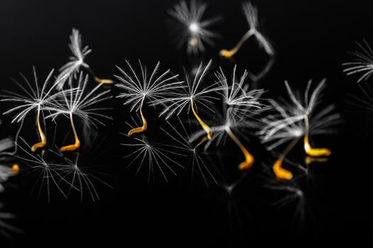 特写镜头展现了带有茎的甘草种子在反光表面上的艺术深度