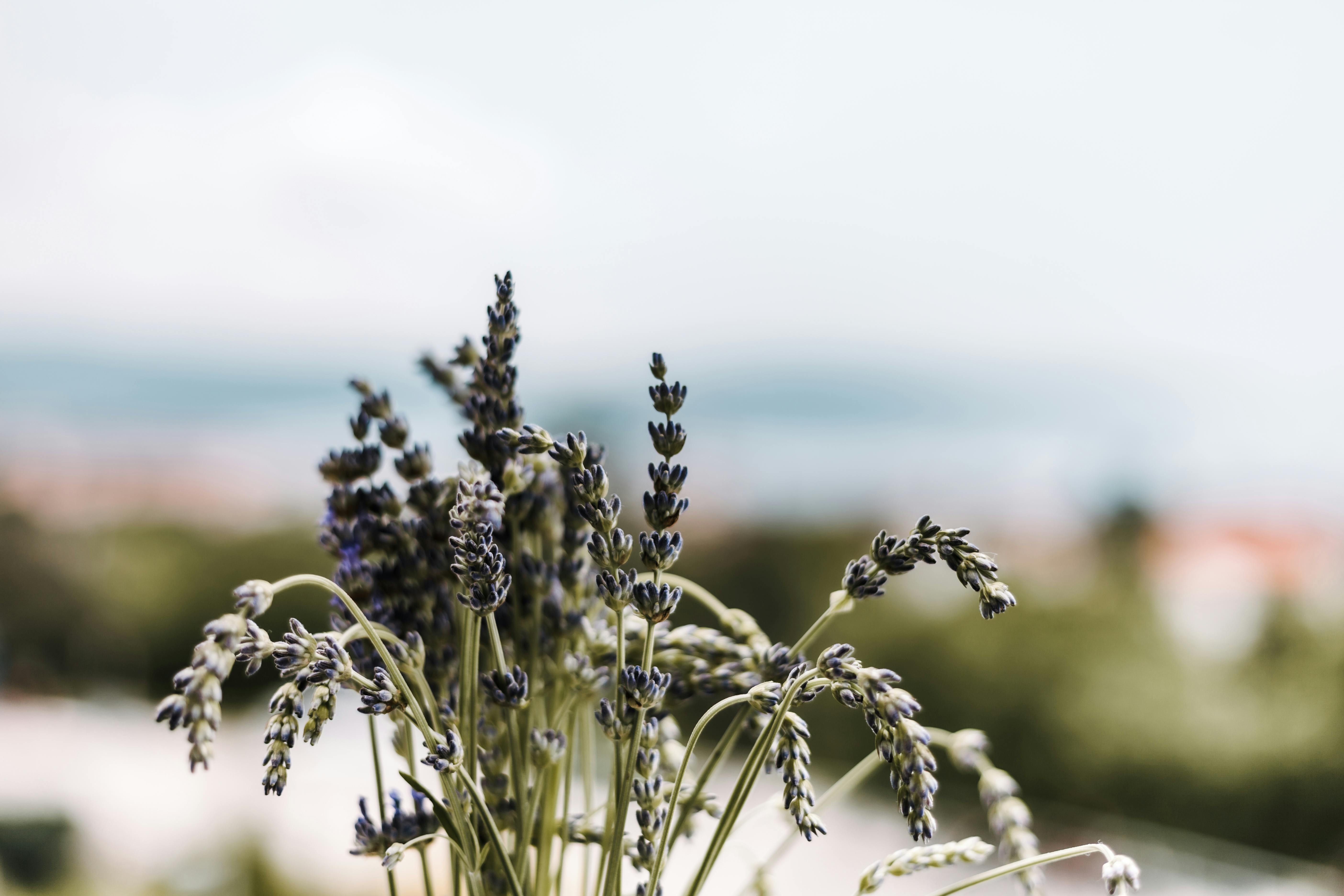 克罗地亚克尔克薰衣草花的特写镜头，展现了夏季大自然的美丽