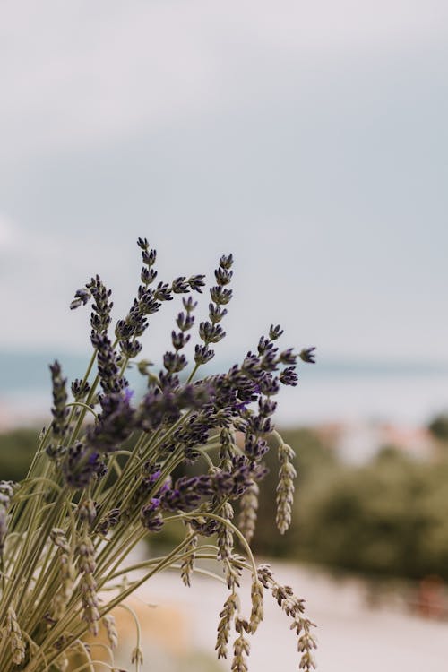 Foto d'estoc gratuïta de camp, espígol, flora