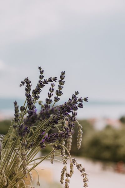 Lavender oil & sachets