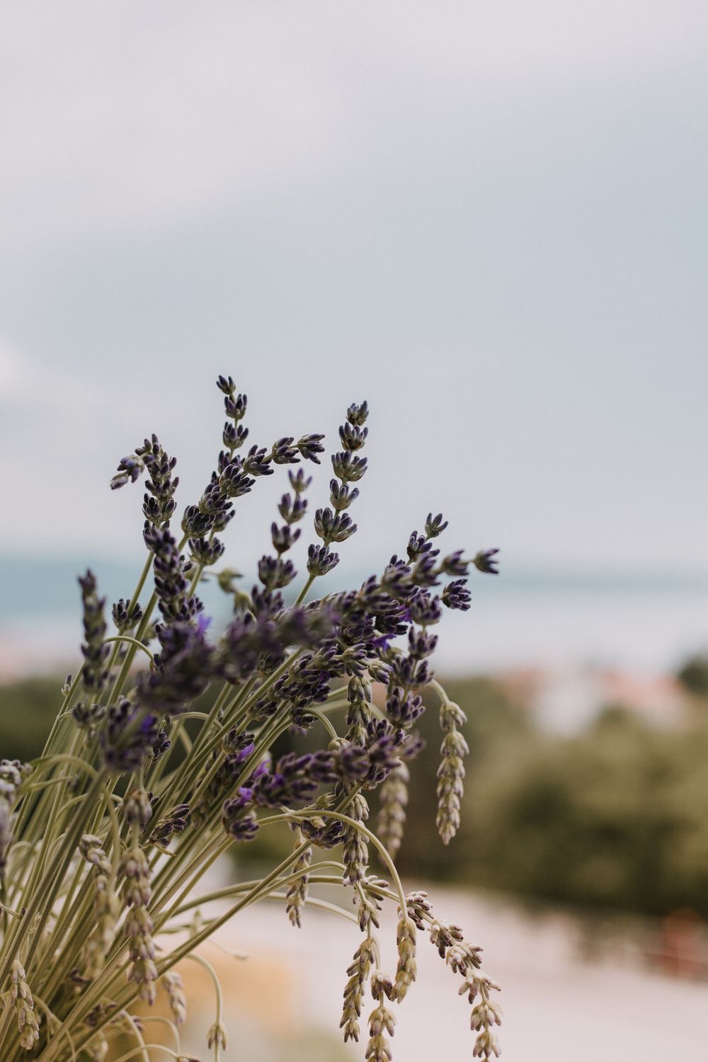 Purple Petaled Flower · Free Stock Photo