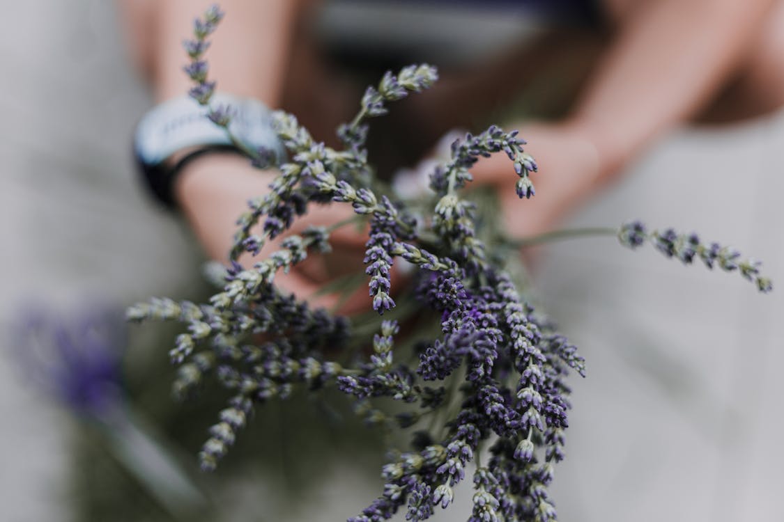 Purple Cluster Flowers