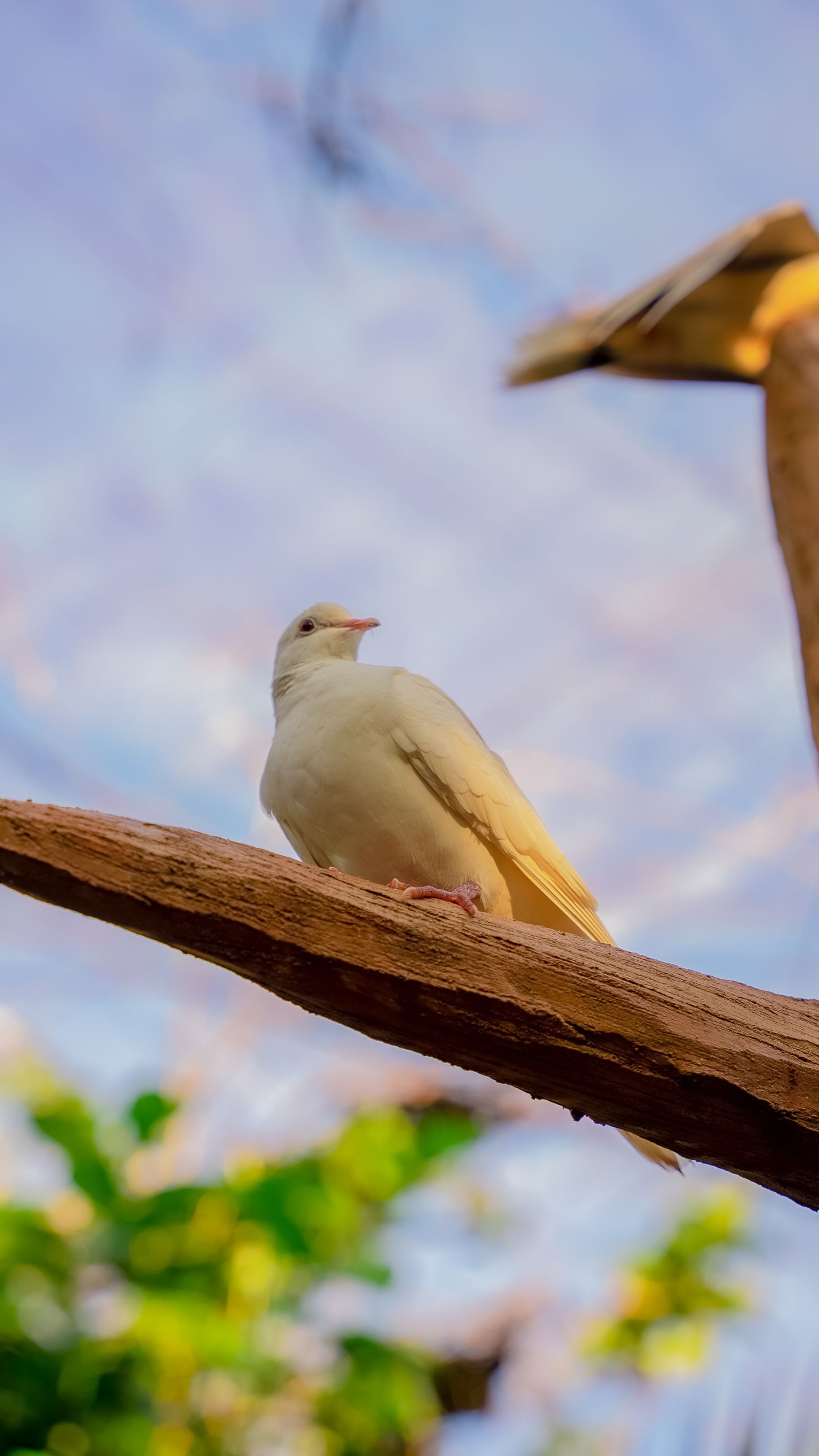 White Dove Photos, Download The BEST Free White Dove Stock Photos & HD ...