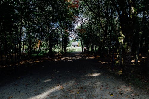 Photo Unpaved Pathway Near Trees