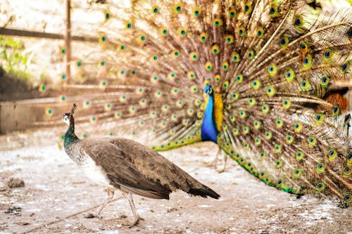 Peacock Flirting
