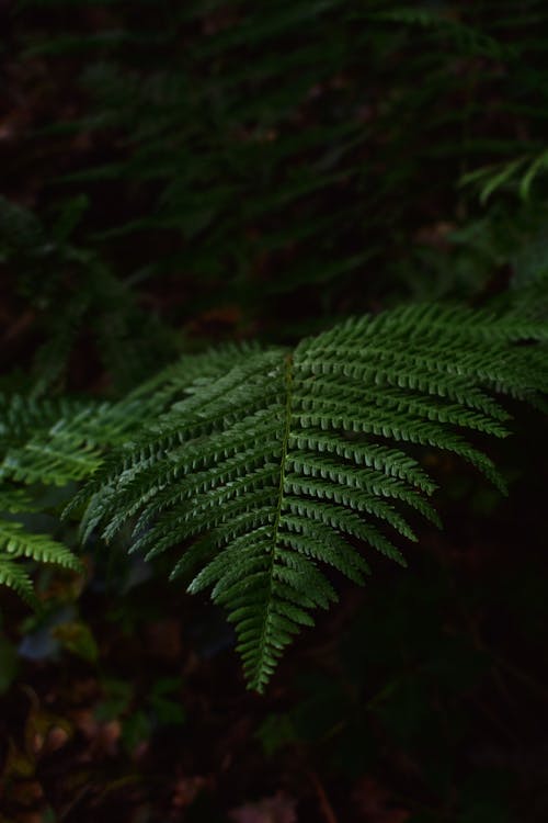 綠色蕨類植物的選擇性焦點特寫照片