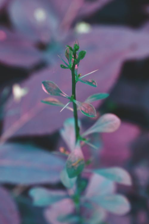 紫色の背景を持つ緑の植物