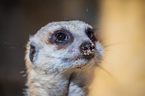 Gratis lagerfoto af dyr, natur, surikat