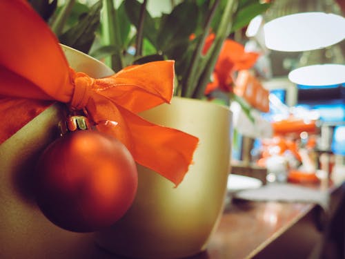Free Close-up of Christmas Plant Stock Photo