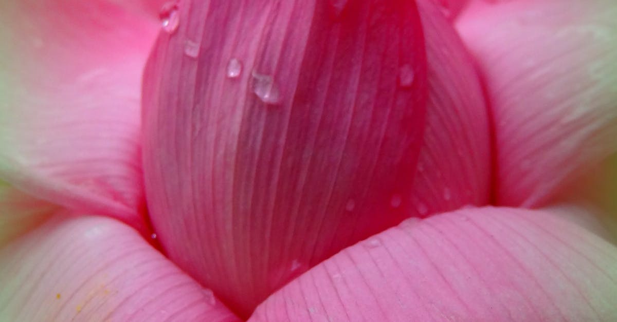 Close-up of Pink Flower