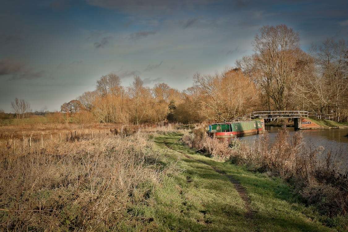 Free stock photo of bull, horns
