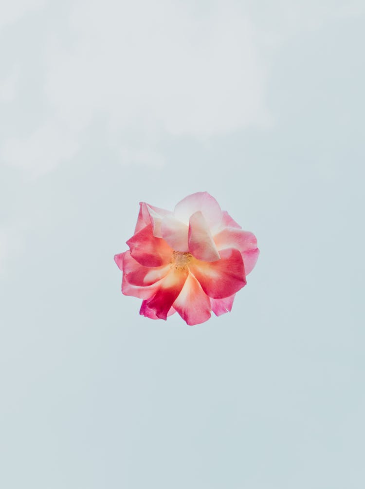 Pink And White Flower With White Background