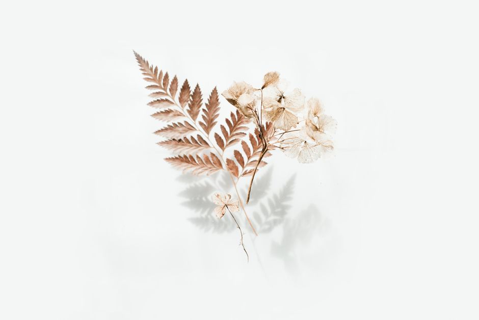 Elegant arrangement of dried fern leaves and flowers with shadows on a light background.
