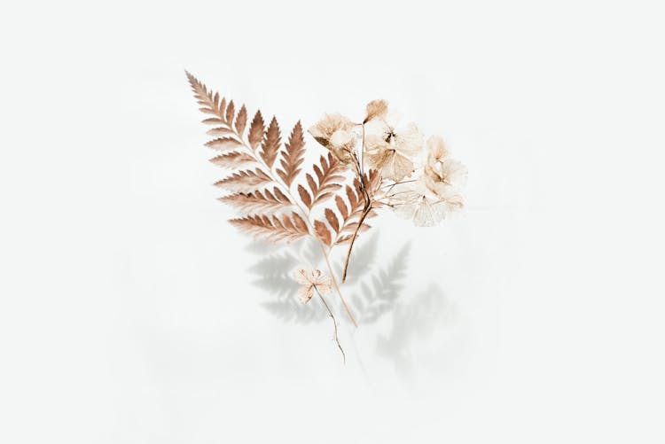 Brown Fern Leaves