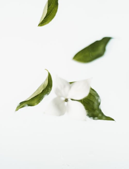 흰색 표면에 녹색 잎