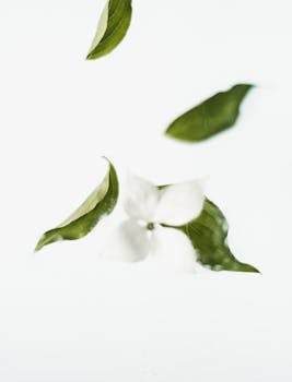 Minimalist shot of white flower and green leaves floating against a clean white background.