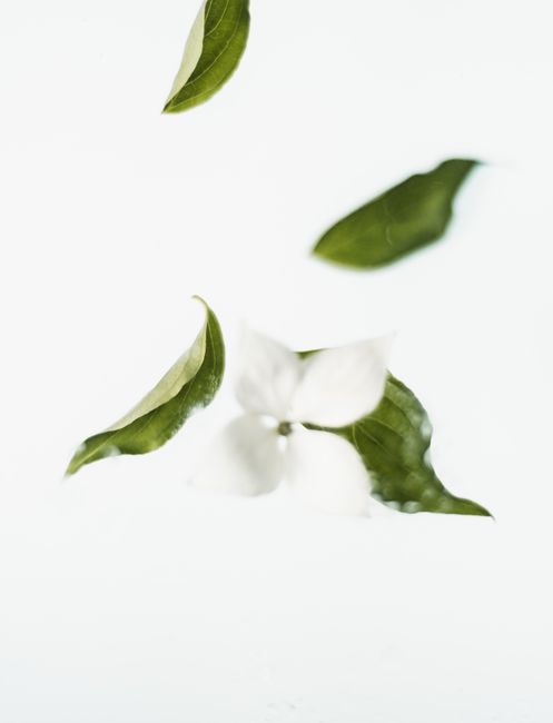 Minimalist shot of white flower and green leaves floating against a clean white background.