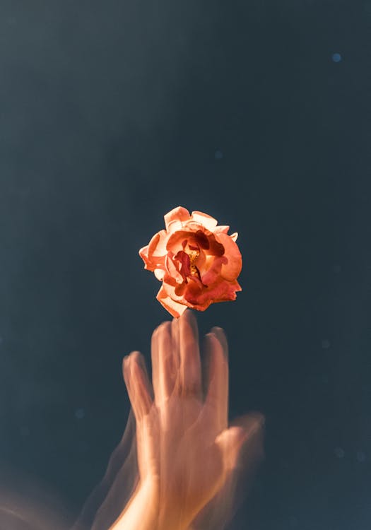 Fleur Aux Pétales D'orange