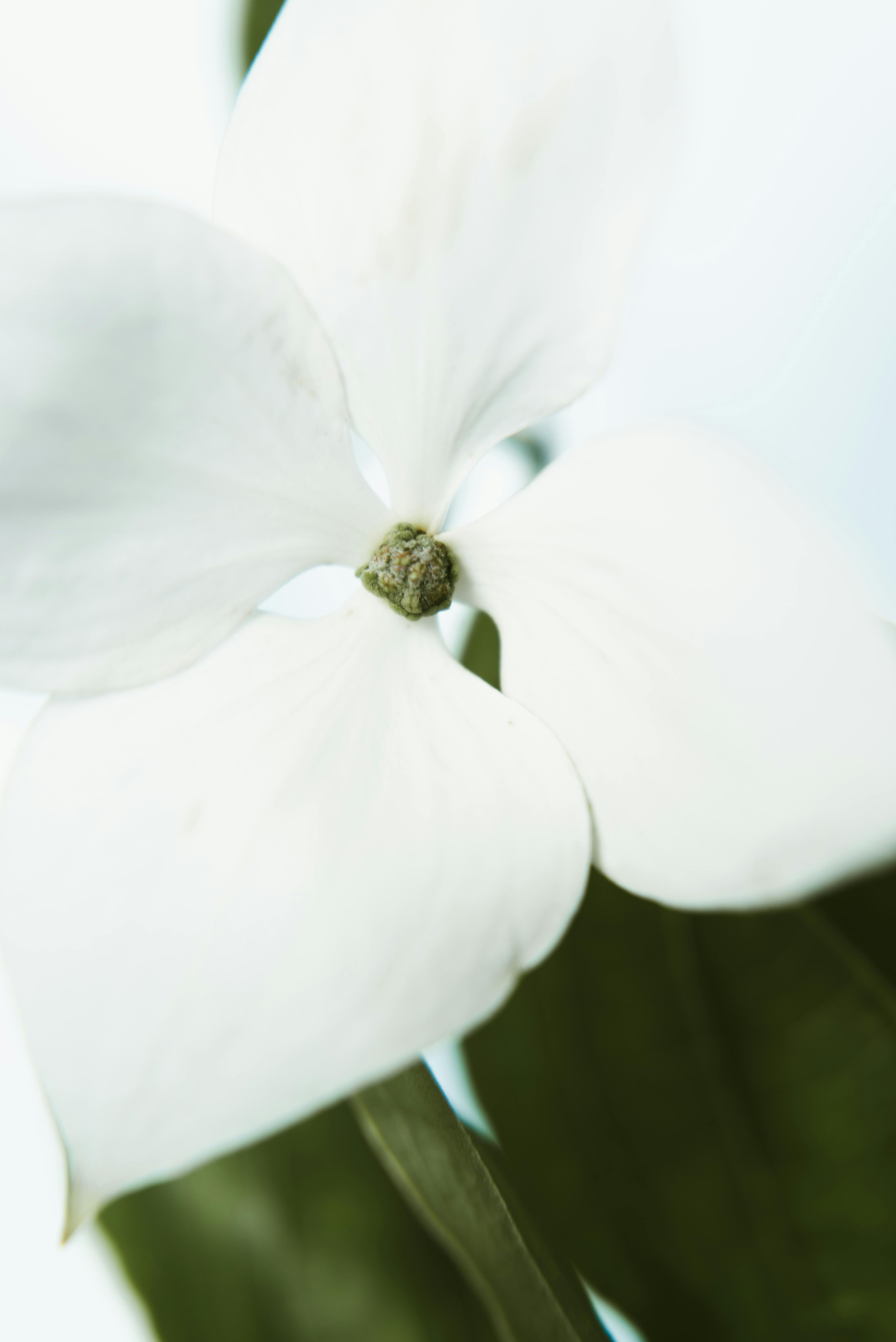 300.000+ melhores imagens de Flor De Lótus Branca · Download 100% grátis ·  Fotos profissionais do Pexels