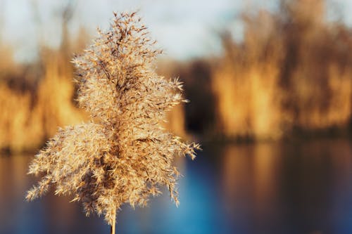 Close-up of Plant Against Trees