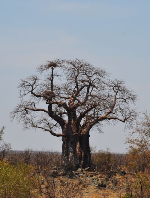 Free A solitary baobab tree stands proudly in the African landscape, showcasing nature's resilience. Stock Photo