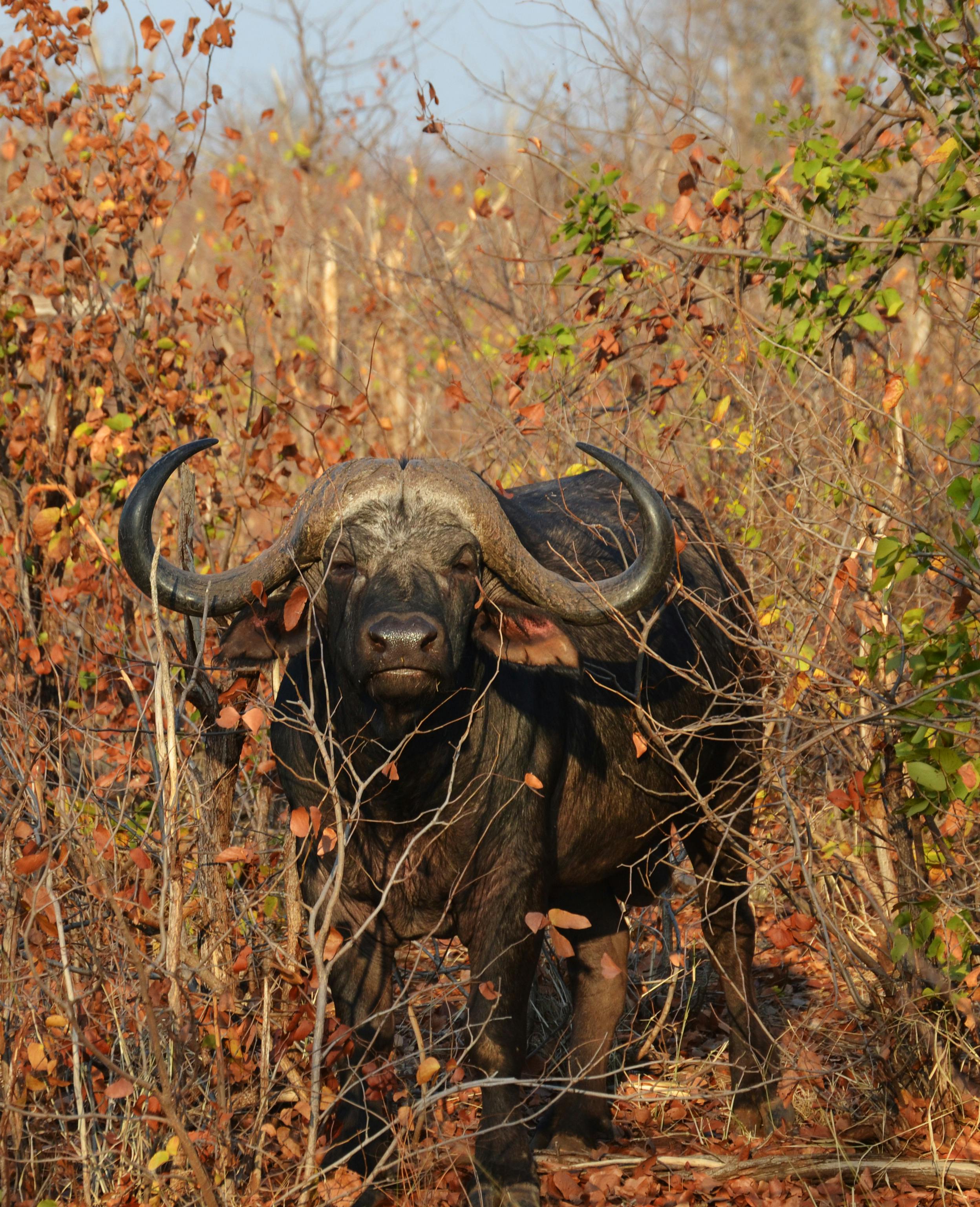 grátis Búfalo Em Um Campo  Foto profissional