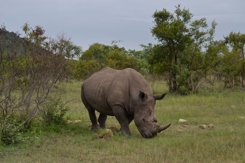 Across Africa Safari - A serene white rhinoceros grazing in a lush grassland, showcasing wildlife beauty.