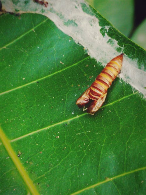 Close-up of Insect on Leaf