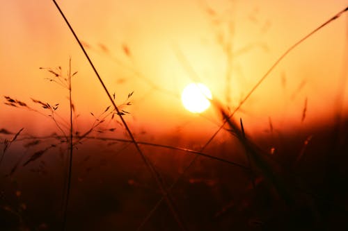 Selektives Fokusfoto Von Pflanzen Während Des Sonnenuntergangs