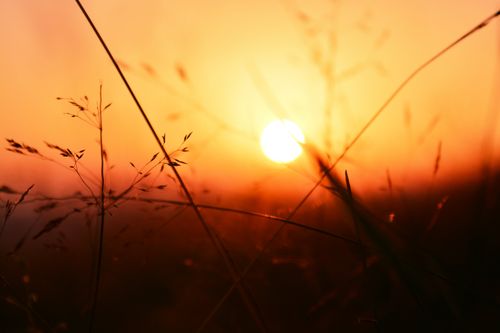 Free Serene sunrise scene with silhouettes of grass and vibrant orange sky. Stock Photo