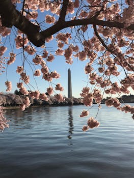 华盛顿纪念碑的樱花景观倒映在宁静的水中，令人惊叹