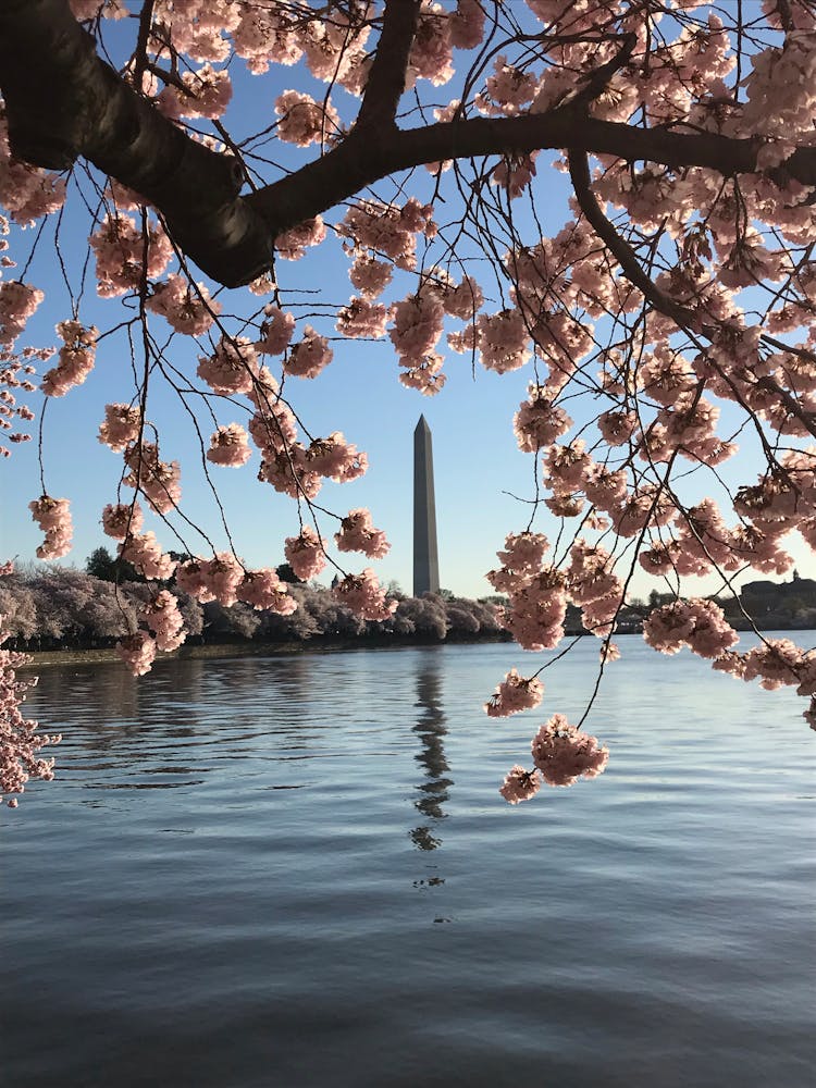 Cherry Blossoms In Bloom