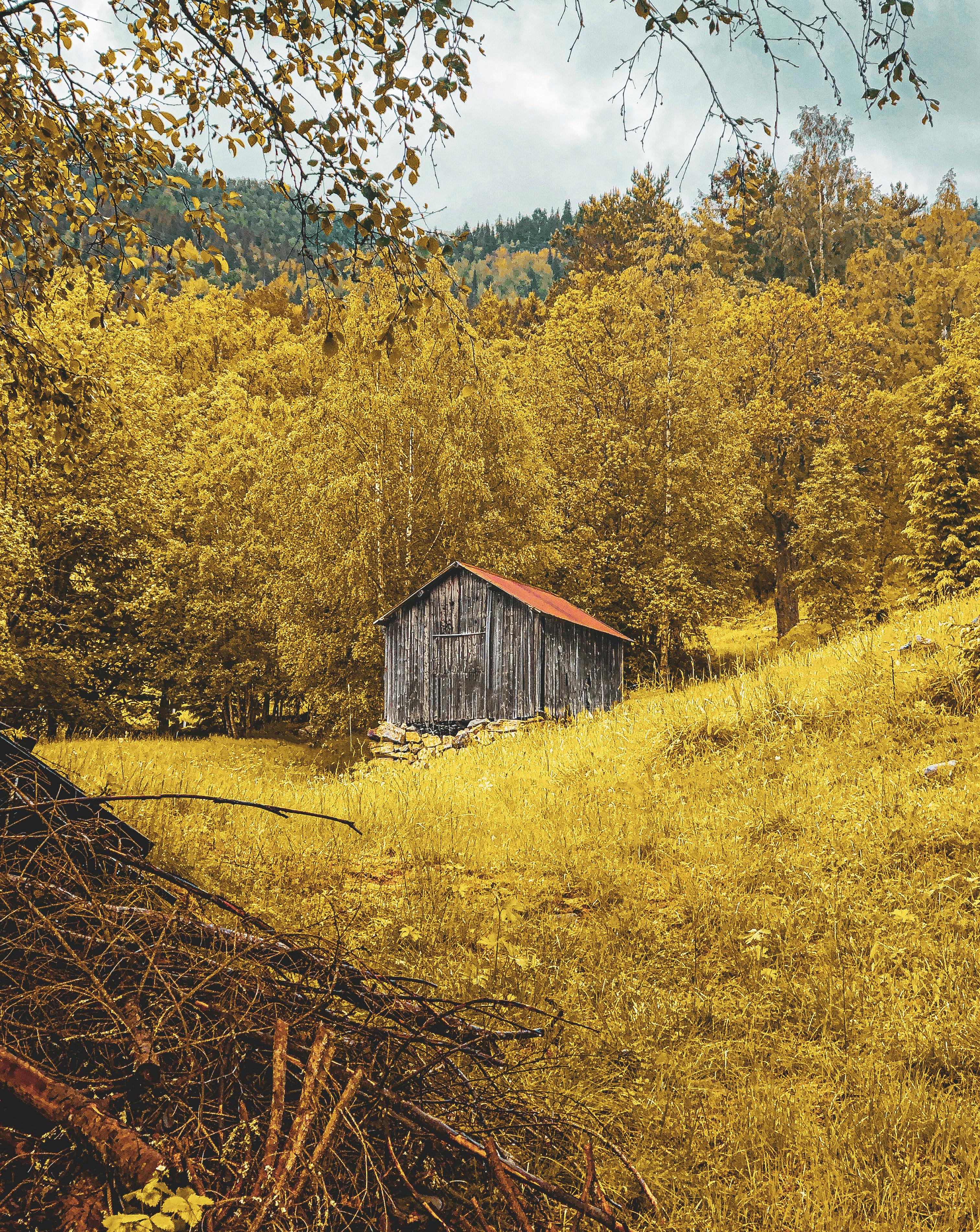 挪威奥阿格德瓦勒的金色秋叶中，有一座乡村谷仓