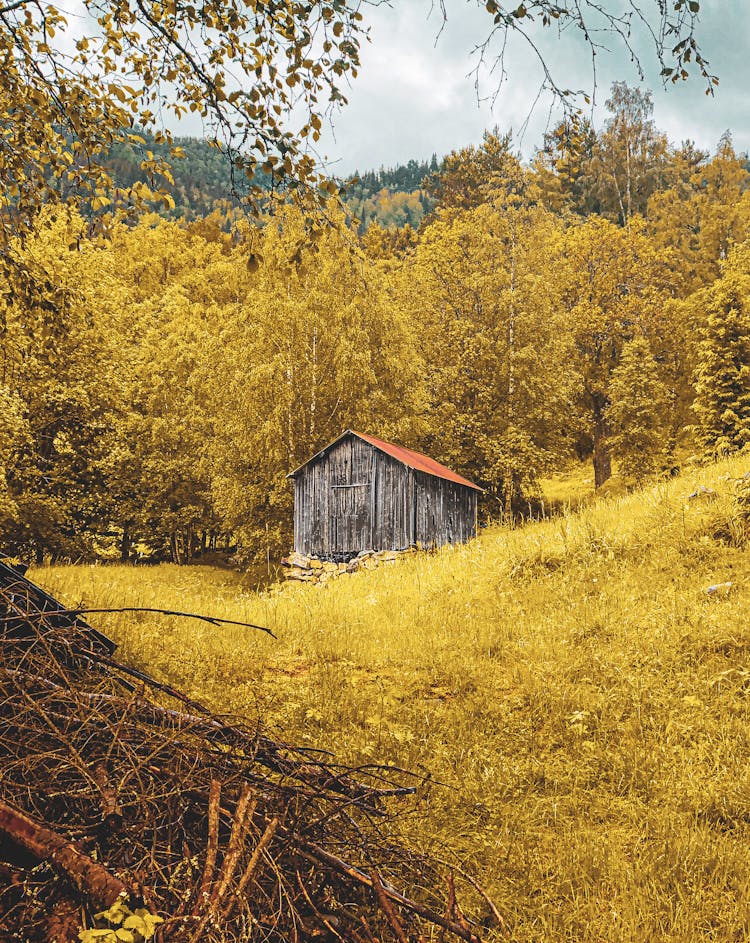 Brown Wooden Shed Beside Trees