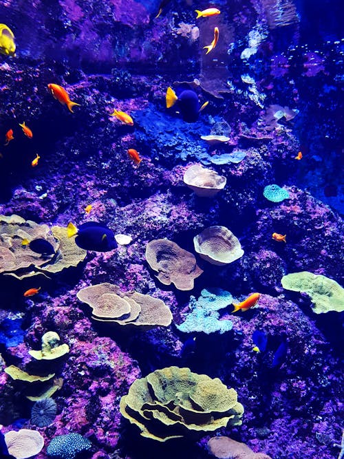 Бесплатное стоковое фото с аквамарин, водное растение, водные животные