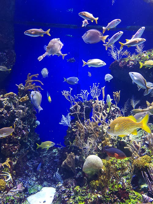 Бесплатное стоковое фото с аквамарин, водные животные, водный
