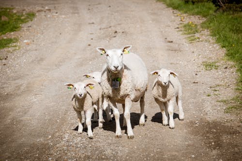 Imagine de stoc gratuită din drum de pământ, fotografie de animale, miei