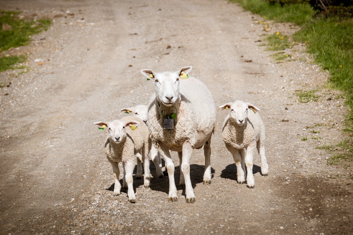 Four White Sheep on Dirt Road