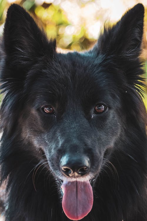 Free Close-Up Photo of Black Dog Stock Photo