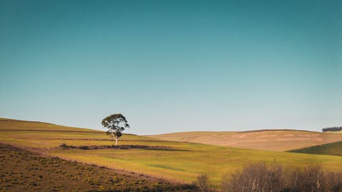 Free Photo of a Tree in a Green Field Stock Photo