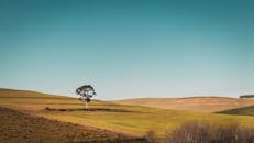 Photo of a Tree in a Green Field