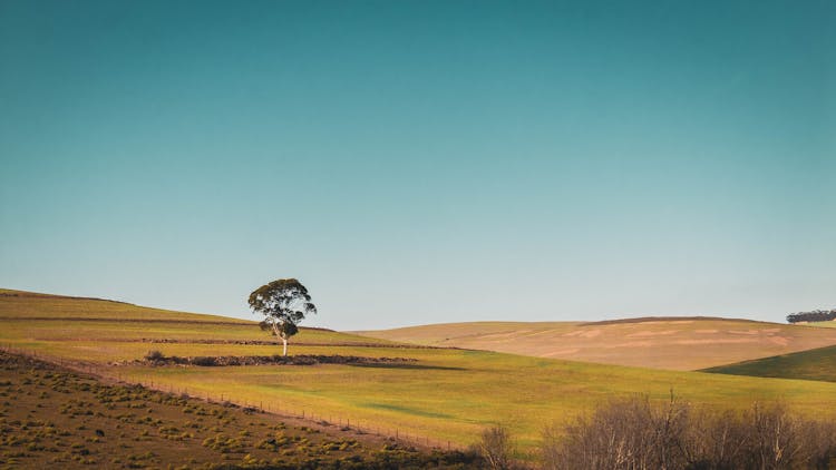 Photo Of A Tree In A Green Field