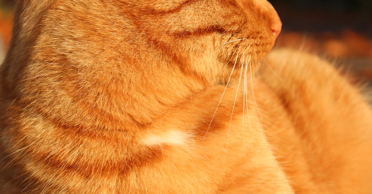 Close-up of Cat Yawning