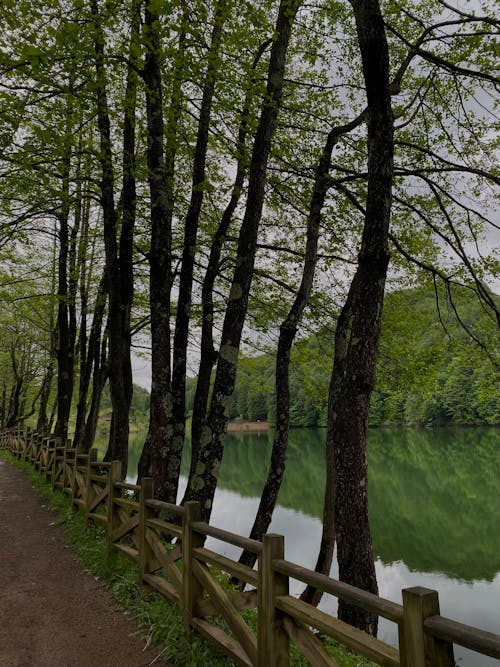 Бесплатное стоковое фото с ветвь, вода, дерево