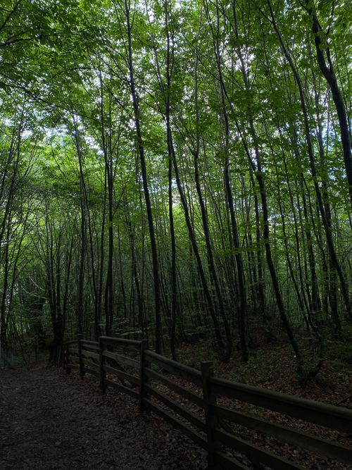 Free Tranquil forest path lined by tall trees and rustic wooden fence, ideal for nature walks. Stock Photo