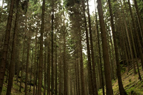 Alberi Della Foresta