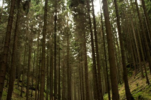 A serene view of a dense evergreen forest with towering trees and lush foliage.